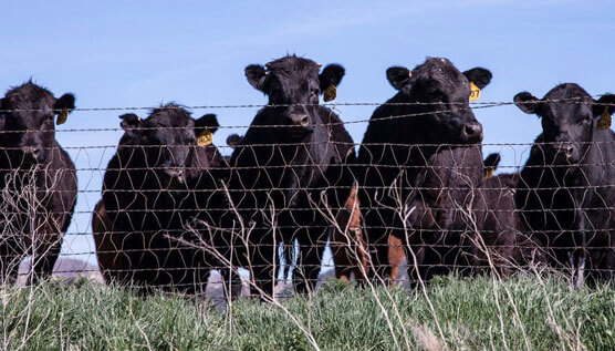 NASDA explainer video still image of cattle